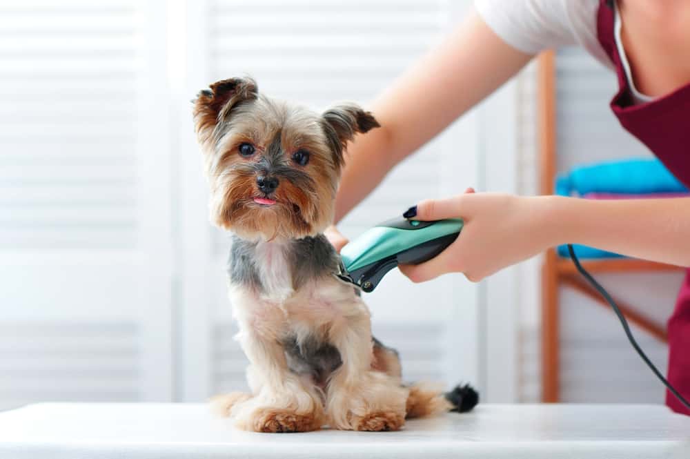 Dog Grooming Services