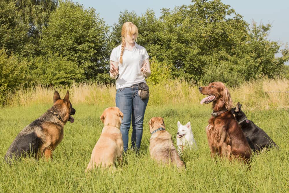 Improve Dogs’ Behavior off the Leash