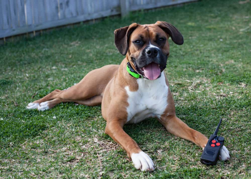 Off Leash Behavior