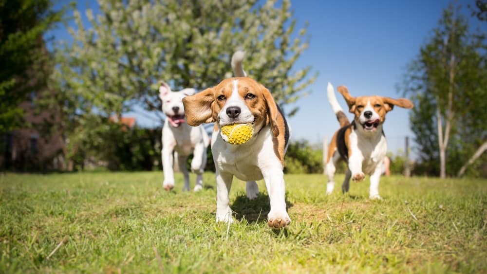 Puppy Training in Menifee CA