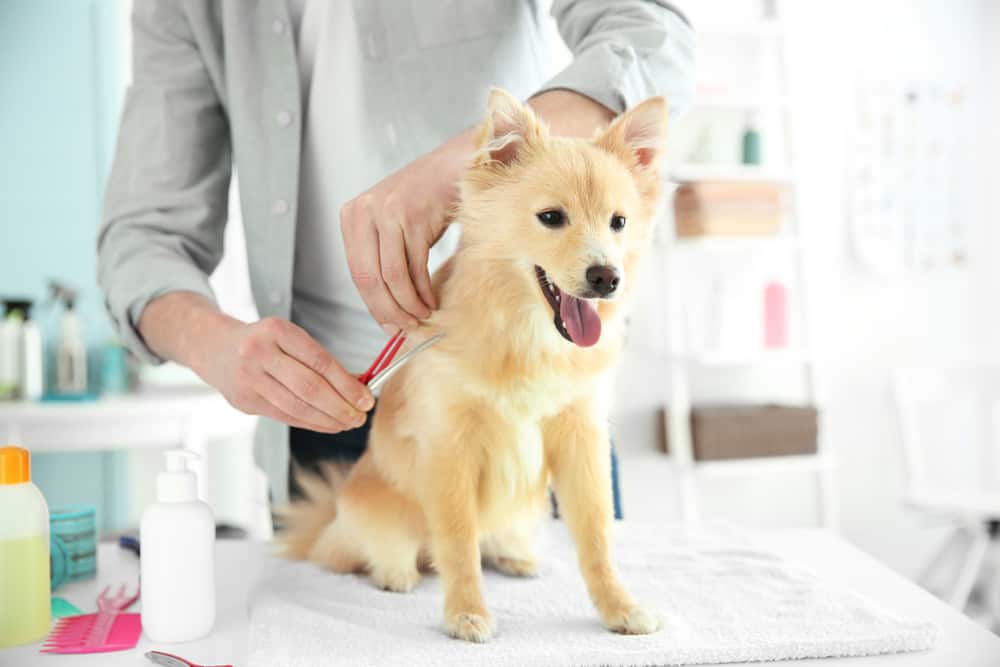 Dog Grooming Sessions