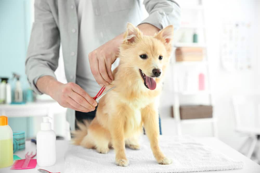 Dog Grooming Services Menifee Murrieta Temecula CA Mobile Dog