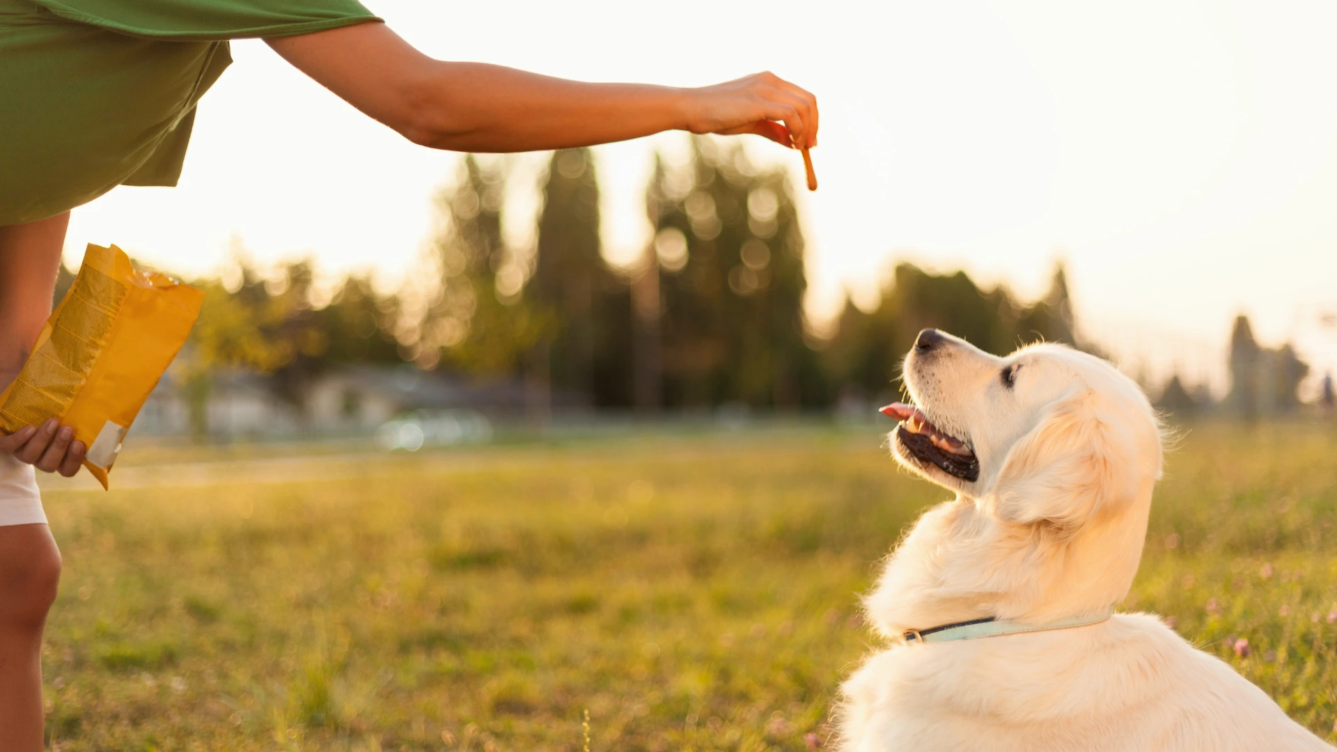 Dog Training Tips from the Professionals at Epic Dog Academy