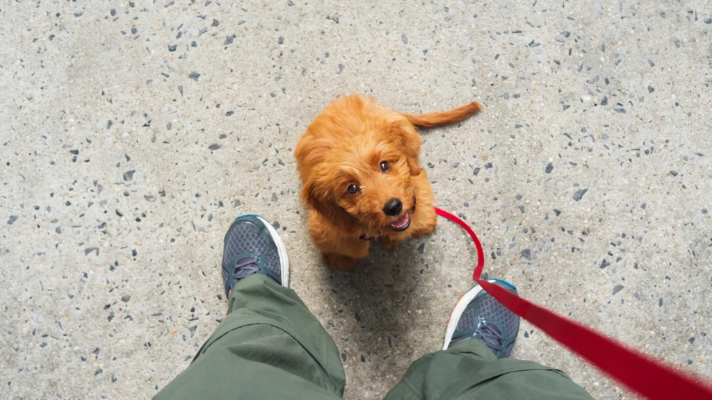 Explore photos of happy dogs, training sessions, grooming, daycare, and more in our Gallery.