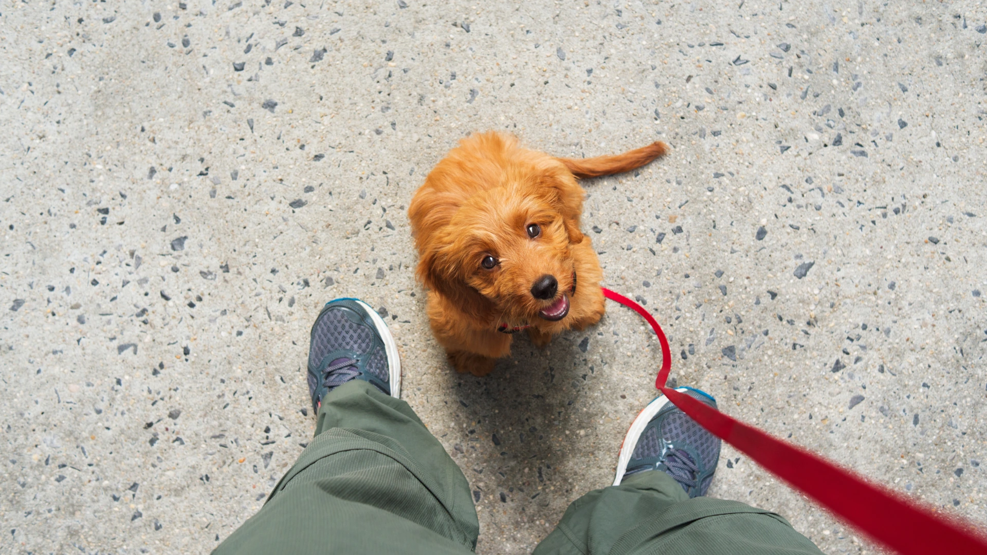 Explore photos of happy dogs, training sessions, grooming, daycare, and more in our Gallery.