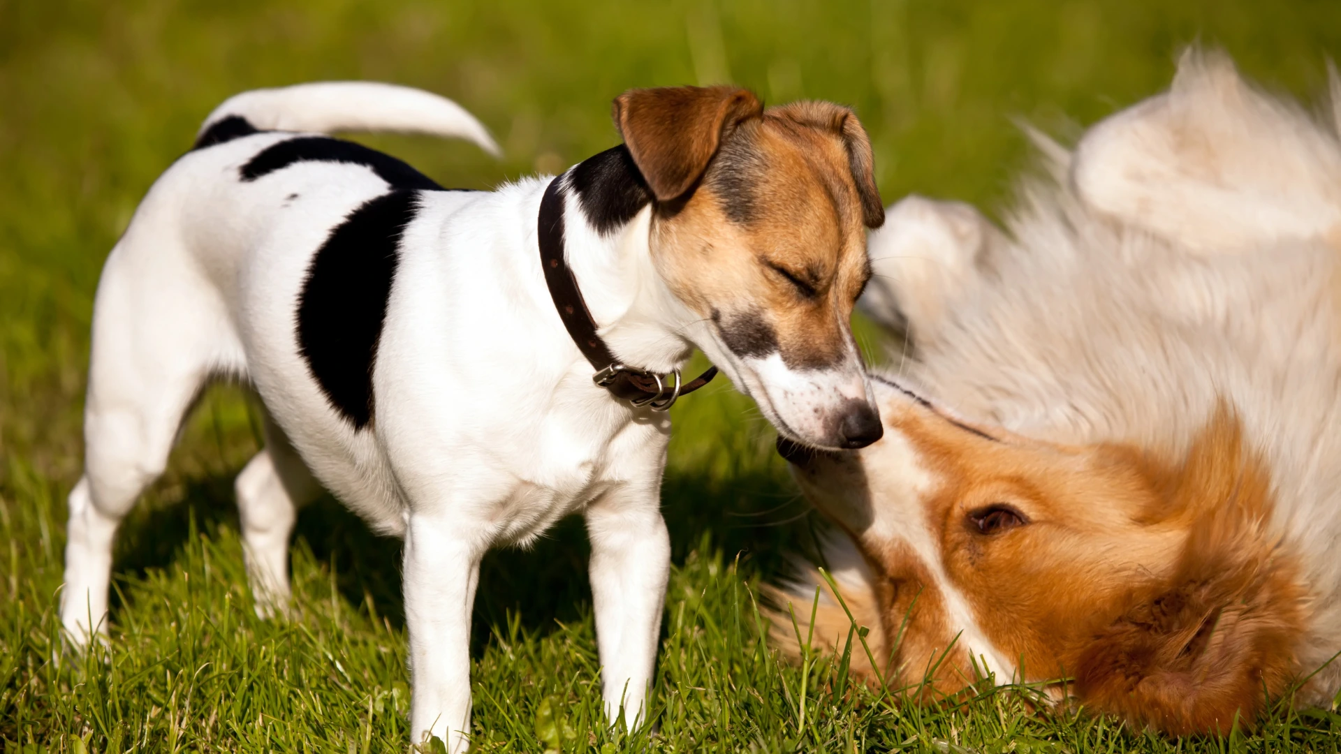 How to Socialize Your Dog