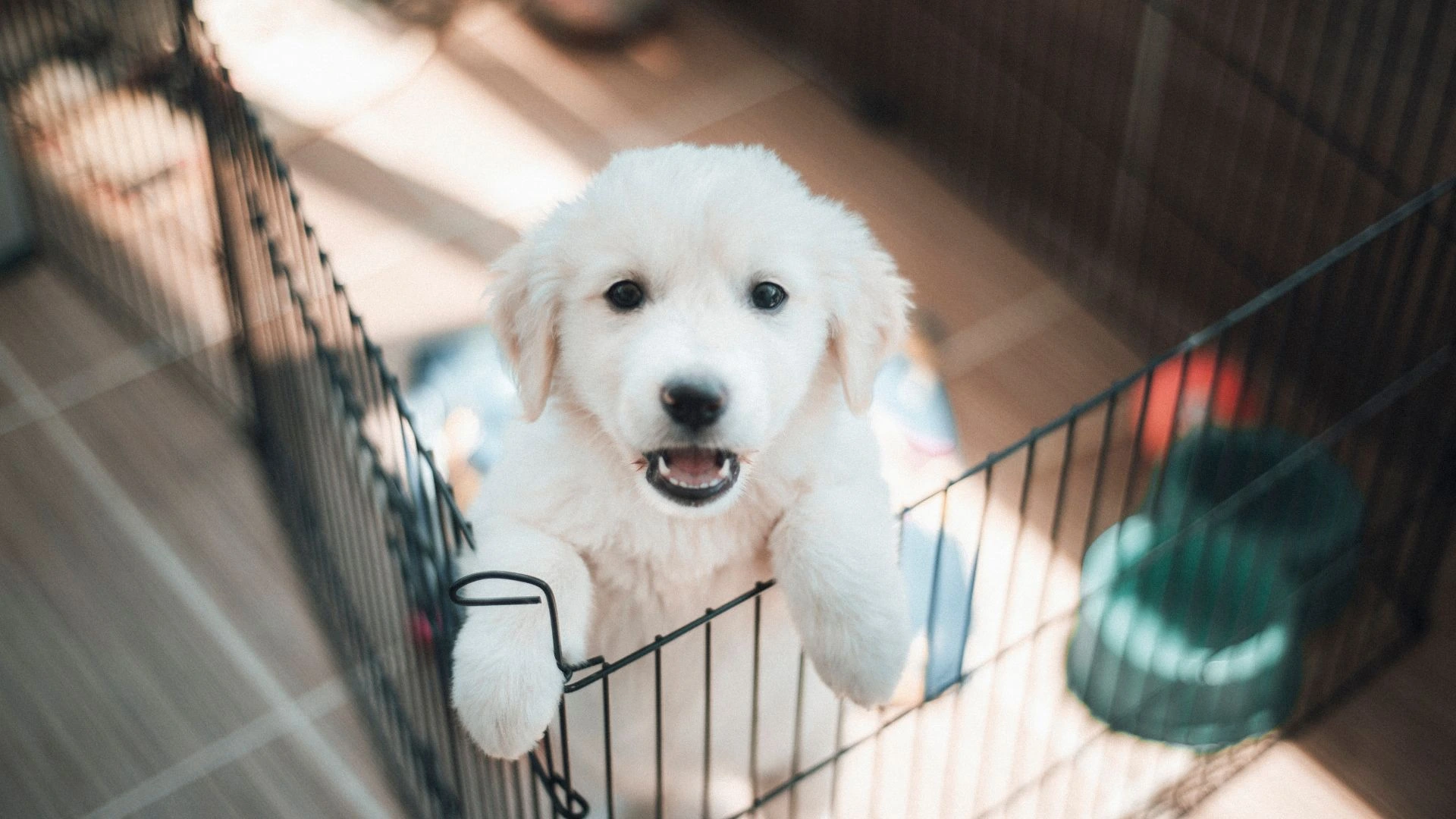 Puppy Potty Training inside the Crate