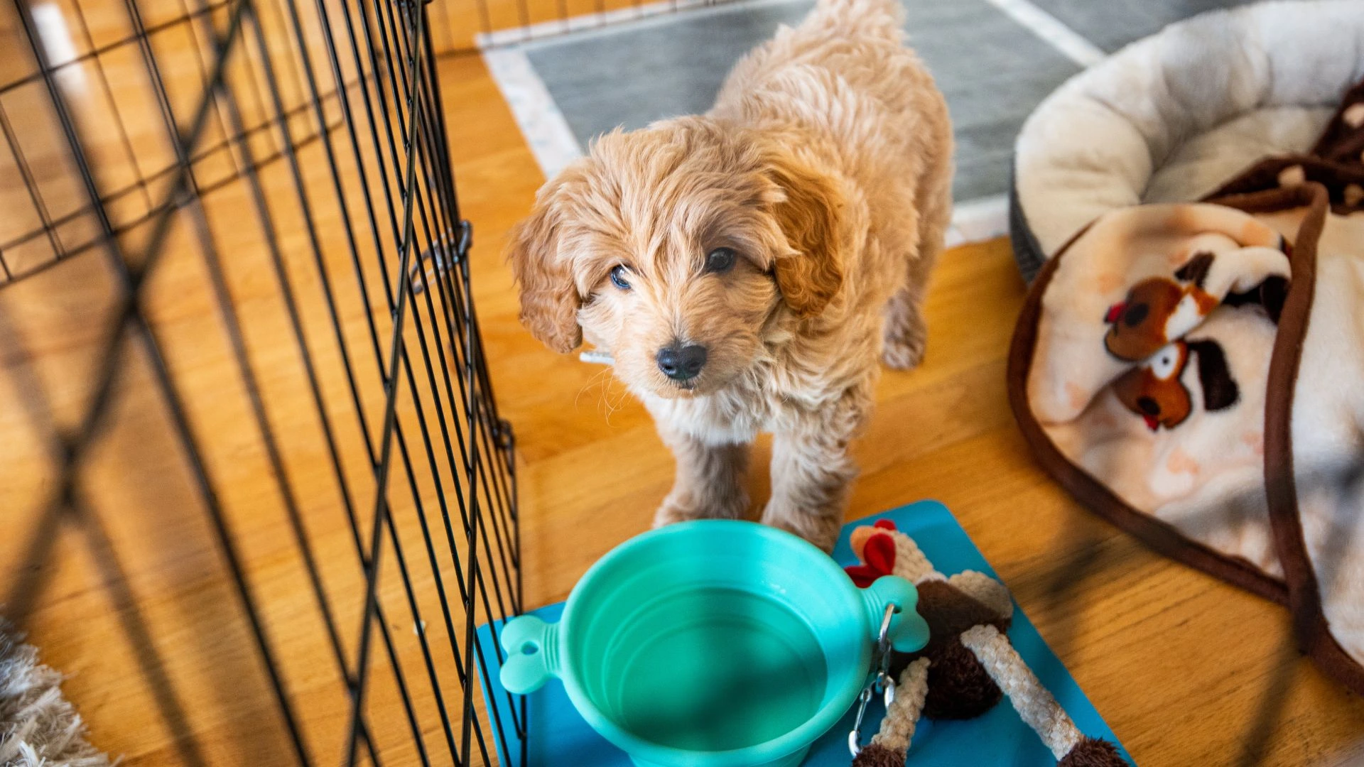Potty Training Your Puppy