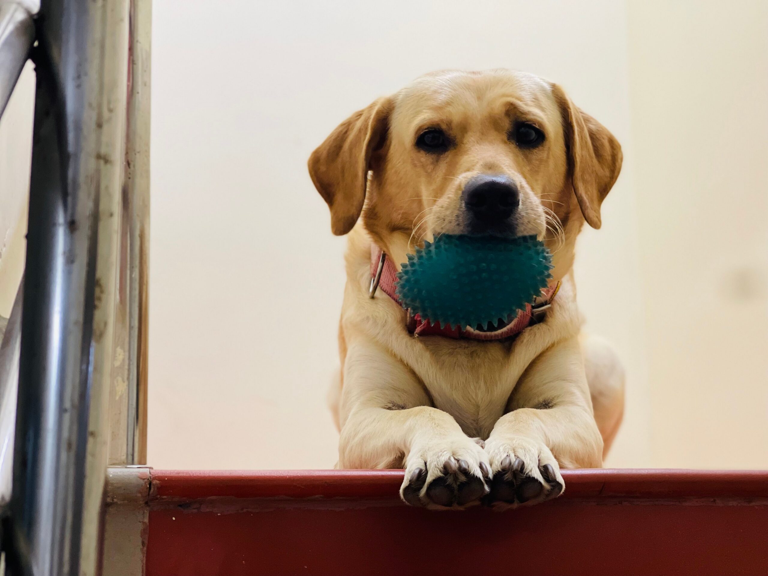 Comfortable indoor play area at Epic Dog Academy dog boarding