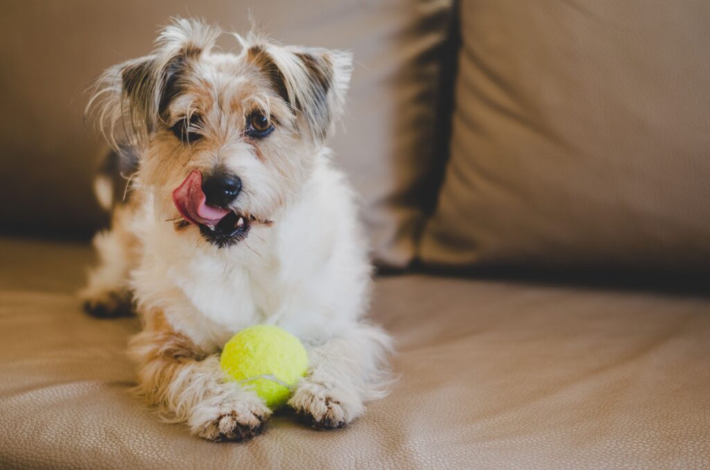 a dog who benefits of structured dog daycare