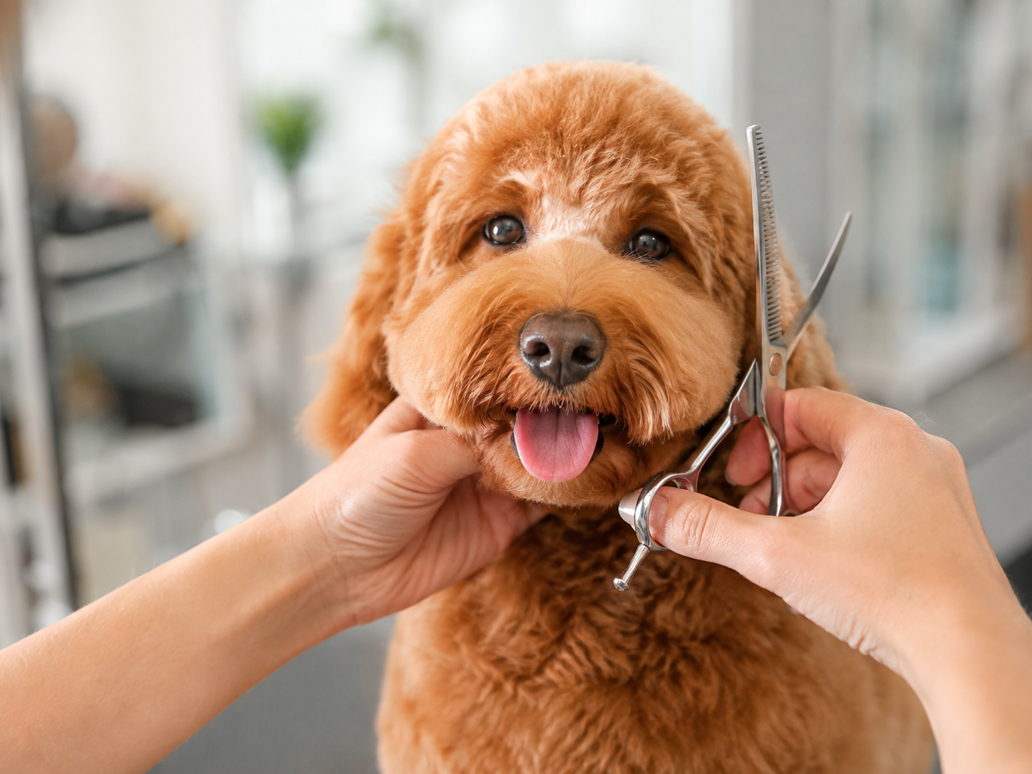 how often should your dog be groomed