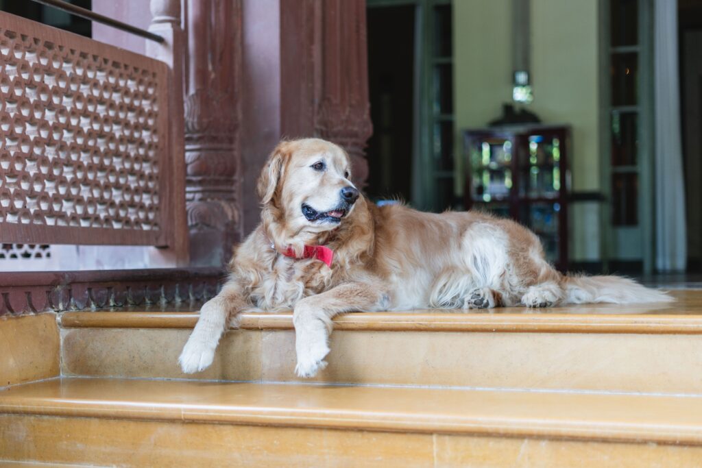 comfortability makes the best dog boarding in temecula