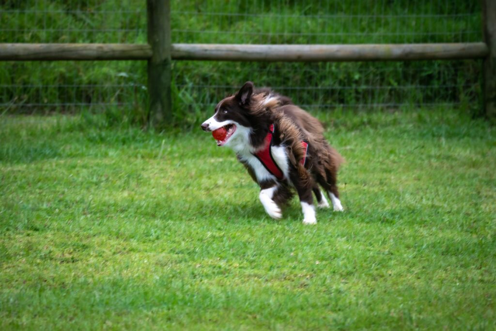 best dog boarding in temecula for its cleanliness