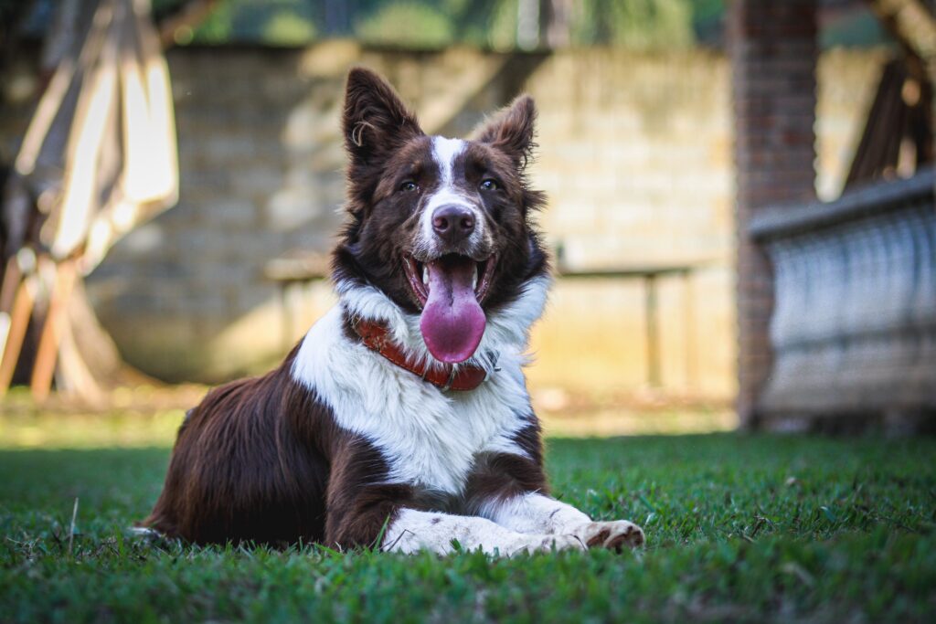 this is one of the best dog boarding in temecula