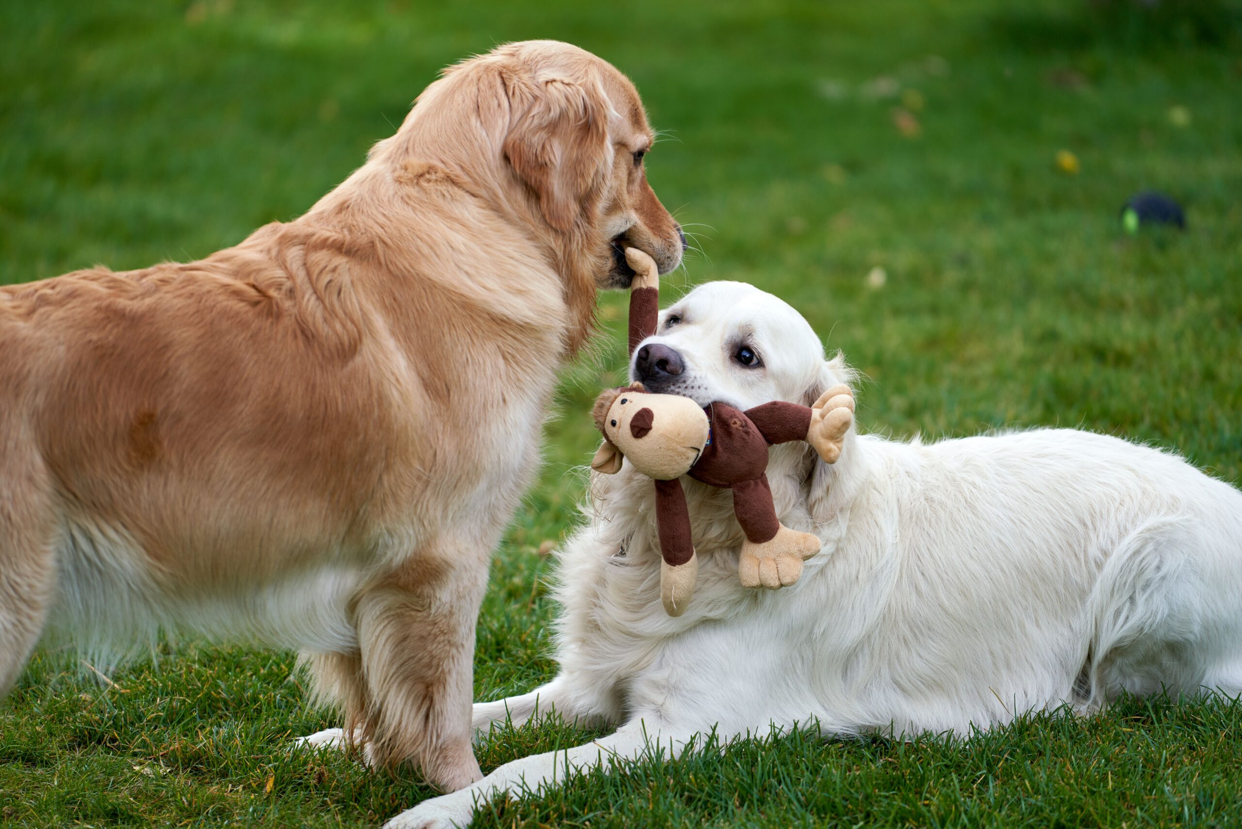 Owner's first-day expectations of daycare in Menifee