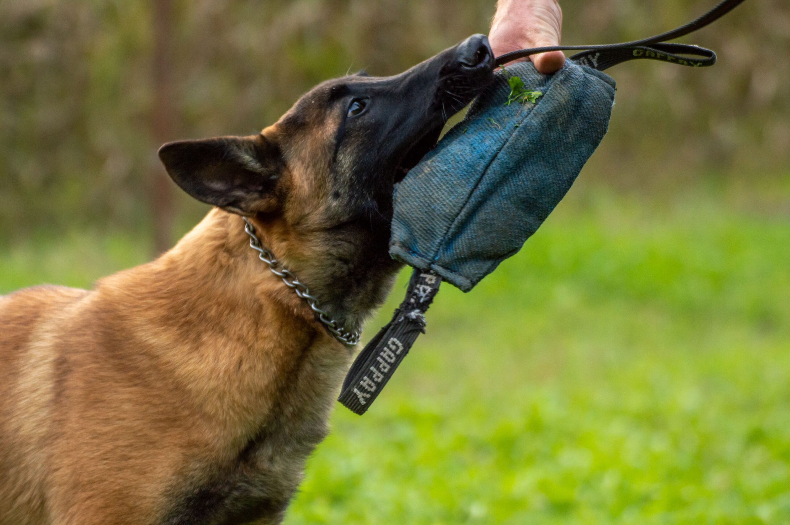the comparison of board and train vs private dog training