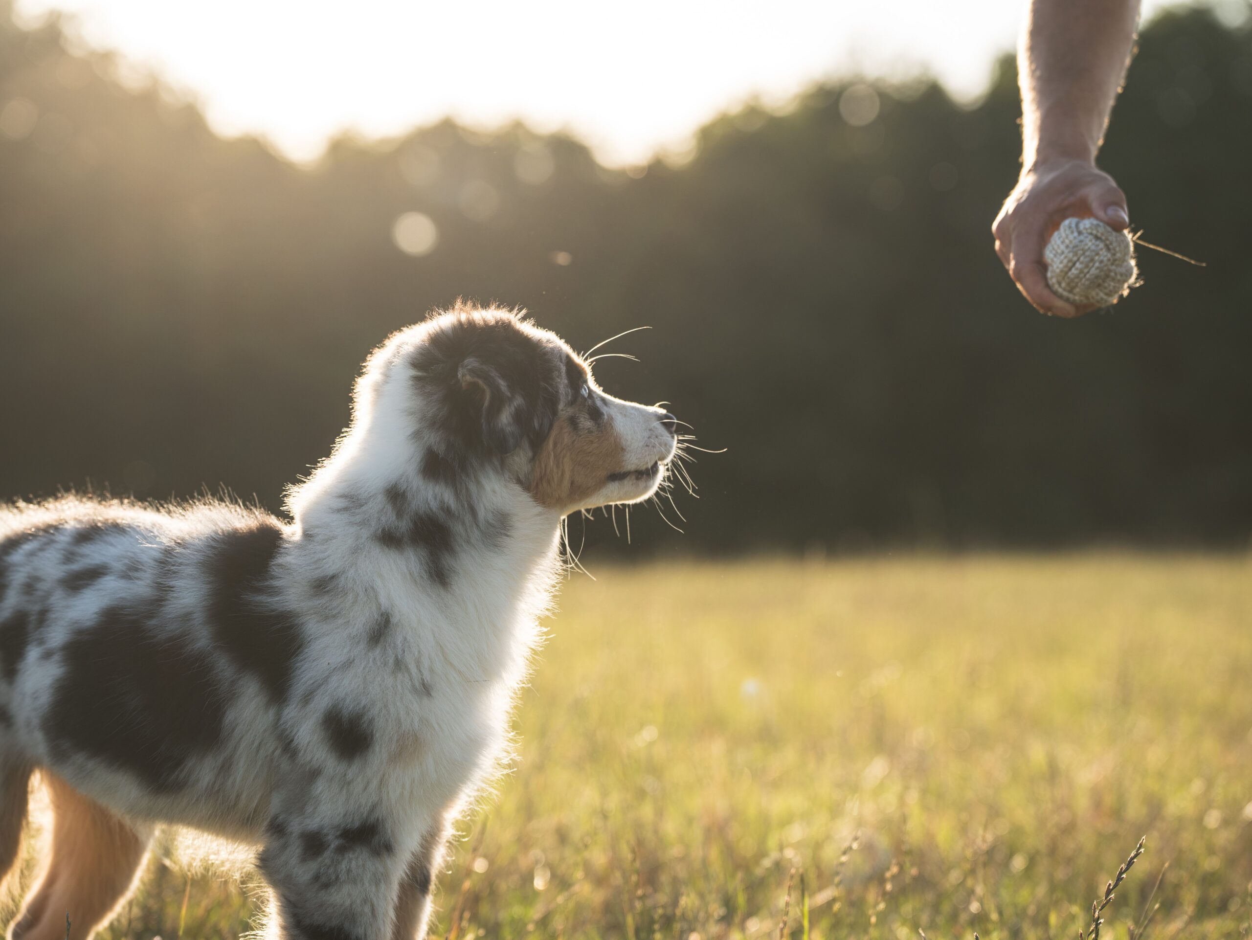 the usual dog training cost in temecula