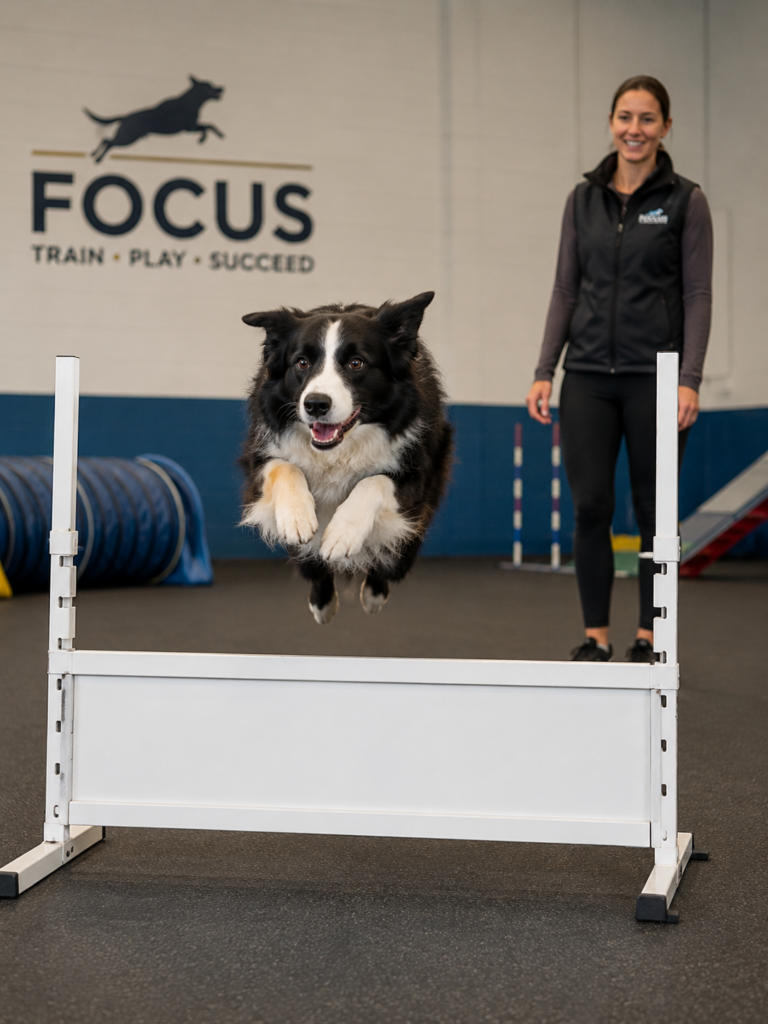 Border Collie Soars Over Agility Jump