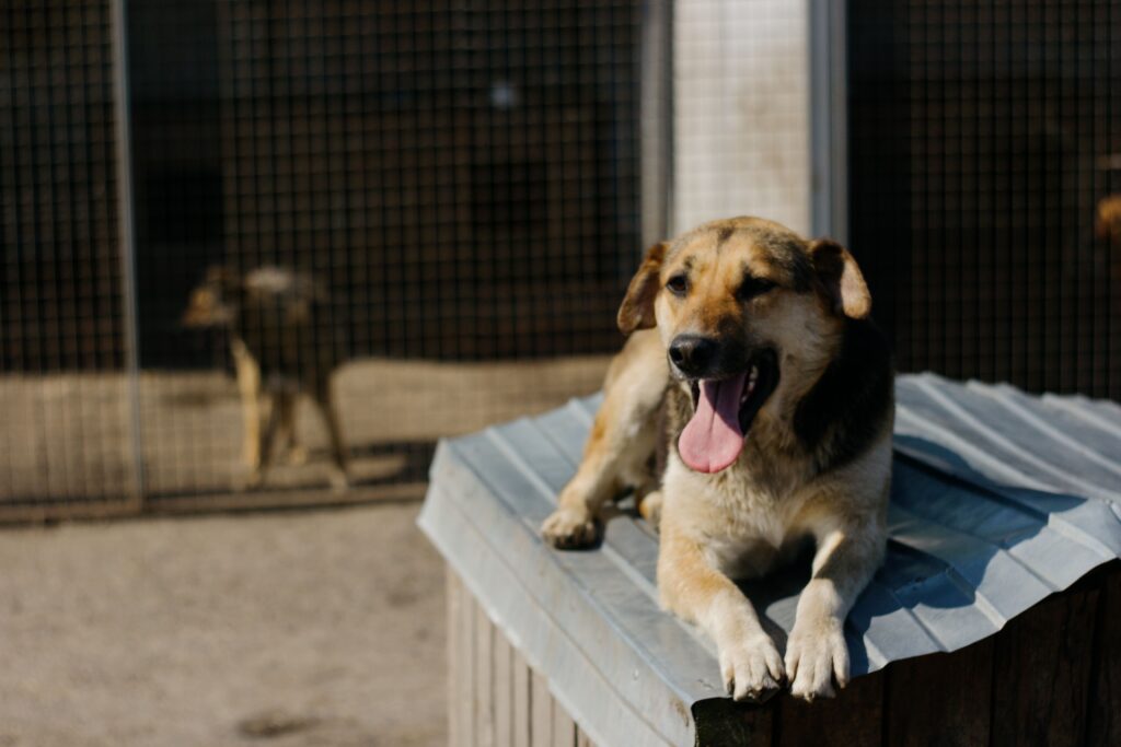 knowing what to bring to dog boarding