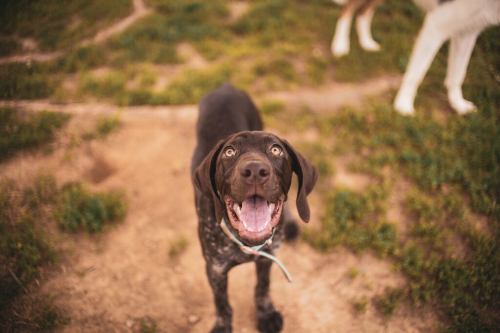what to bring to dog boarding for senior dogs
