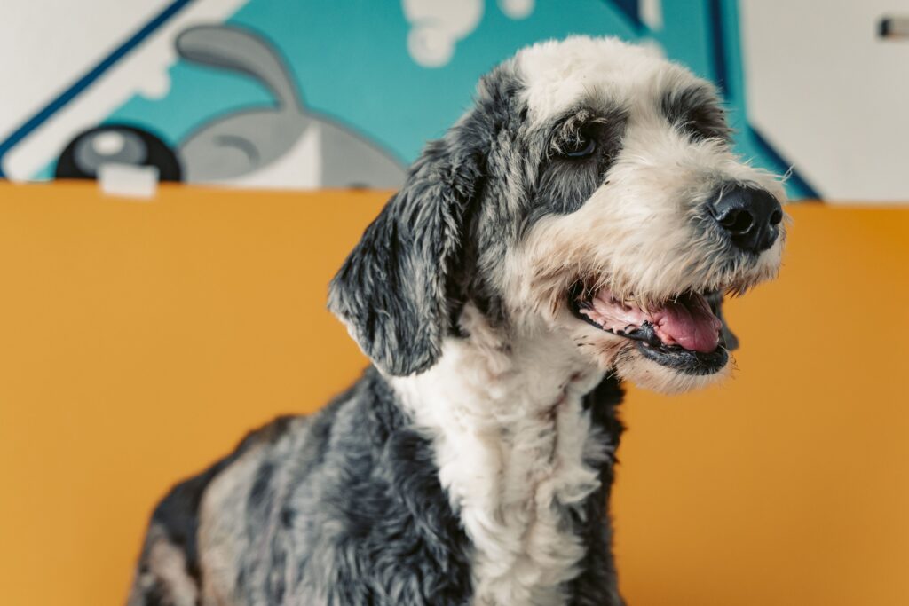 What to bring to dog boarding in preparation