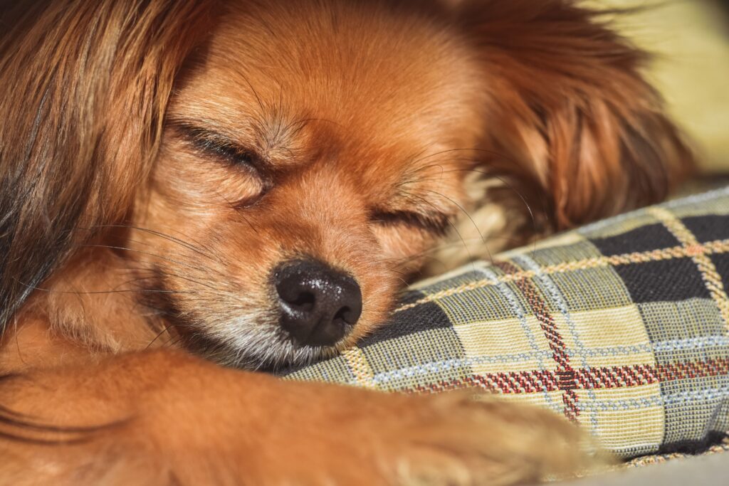 checklist on what to bring to dog boarding