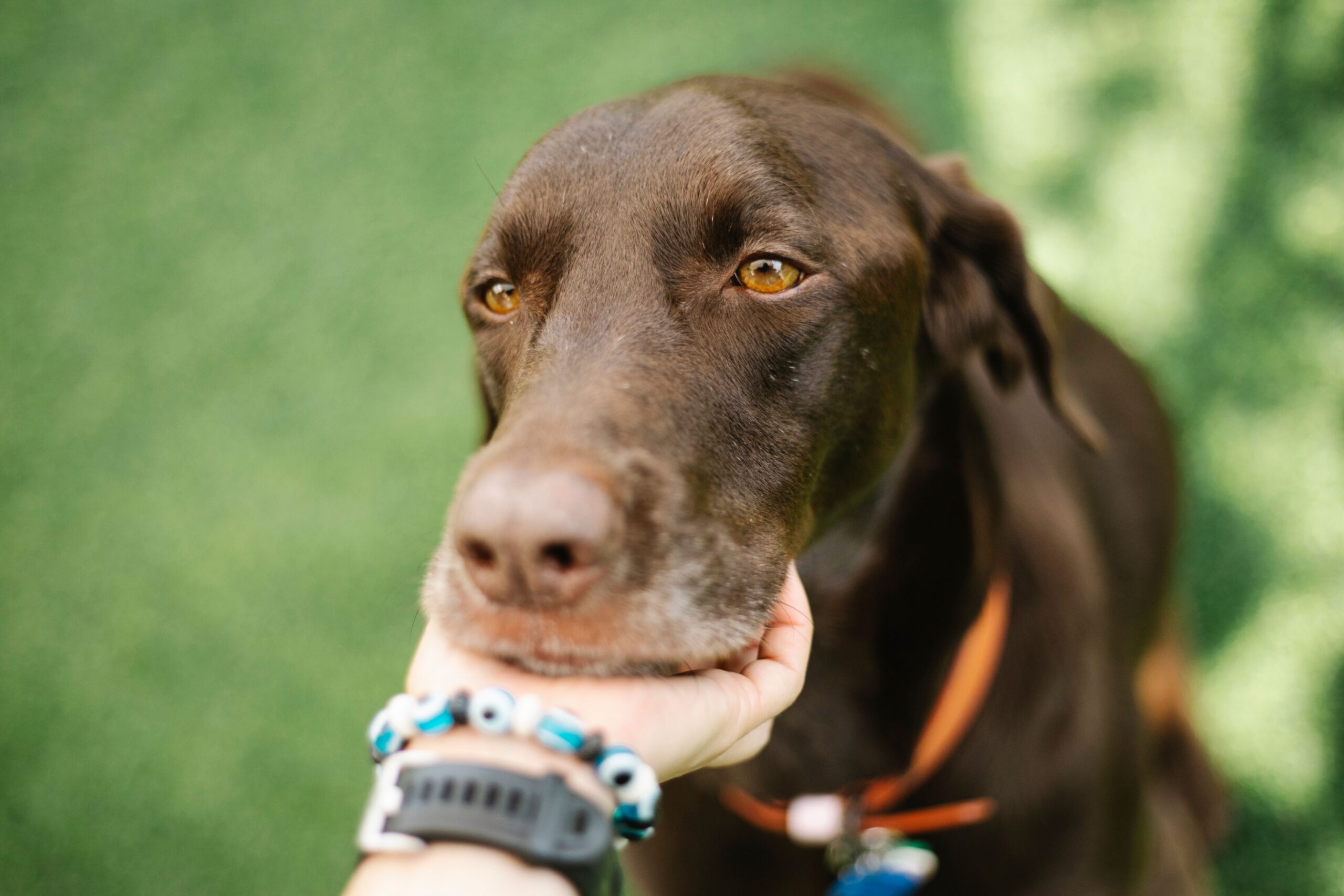 Is Dog Daycare Worth It? Find Out More