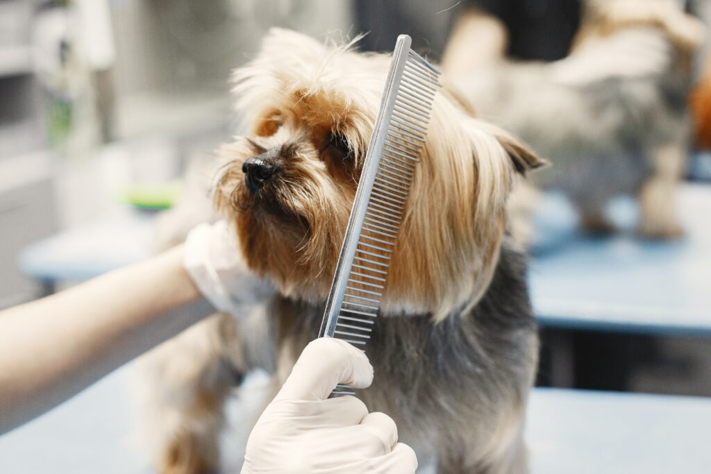 How often should you groom your dog to make them healthy and happy?