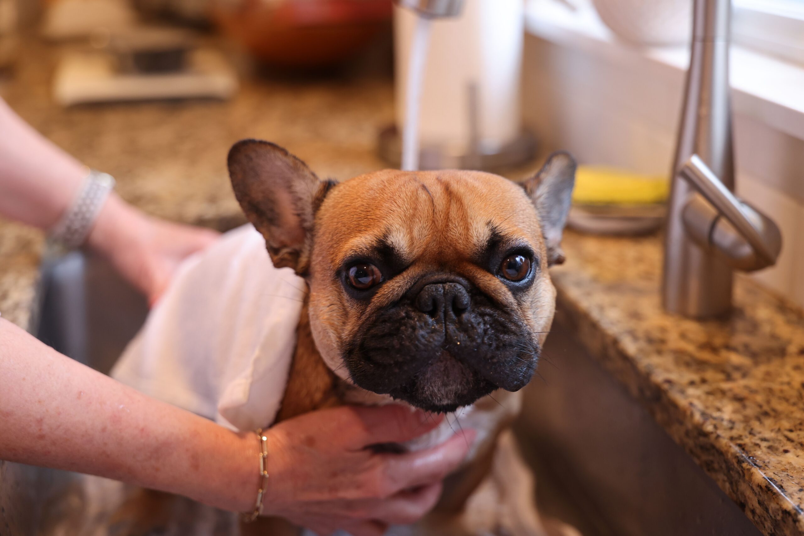 Dog groomer in Temecula gently brushing a calm dog