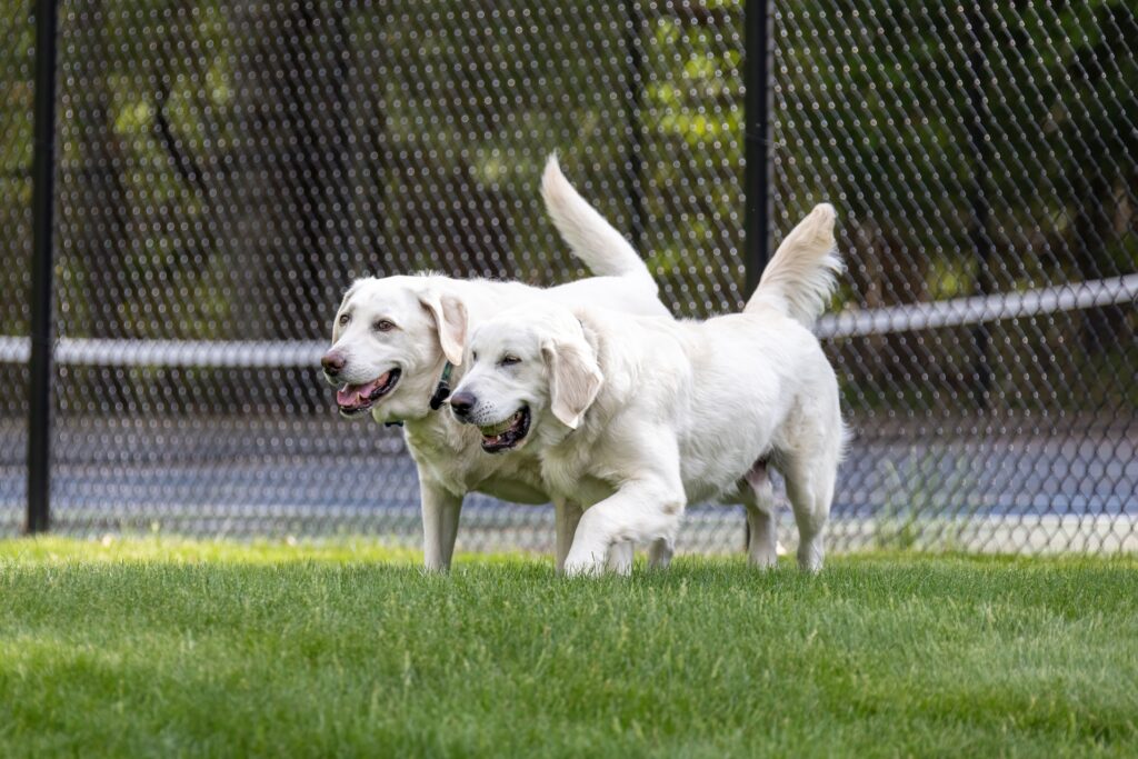 Why Structure Matters in Dog Daycare for a Safer, Happier Experience