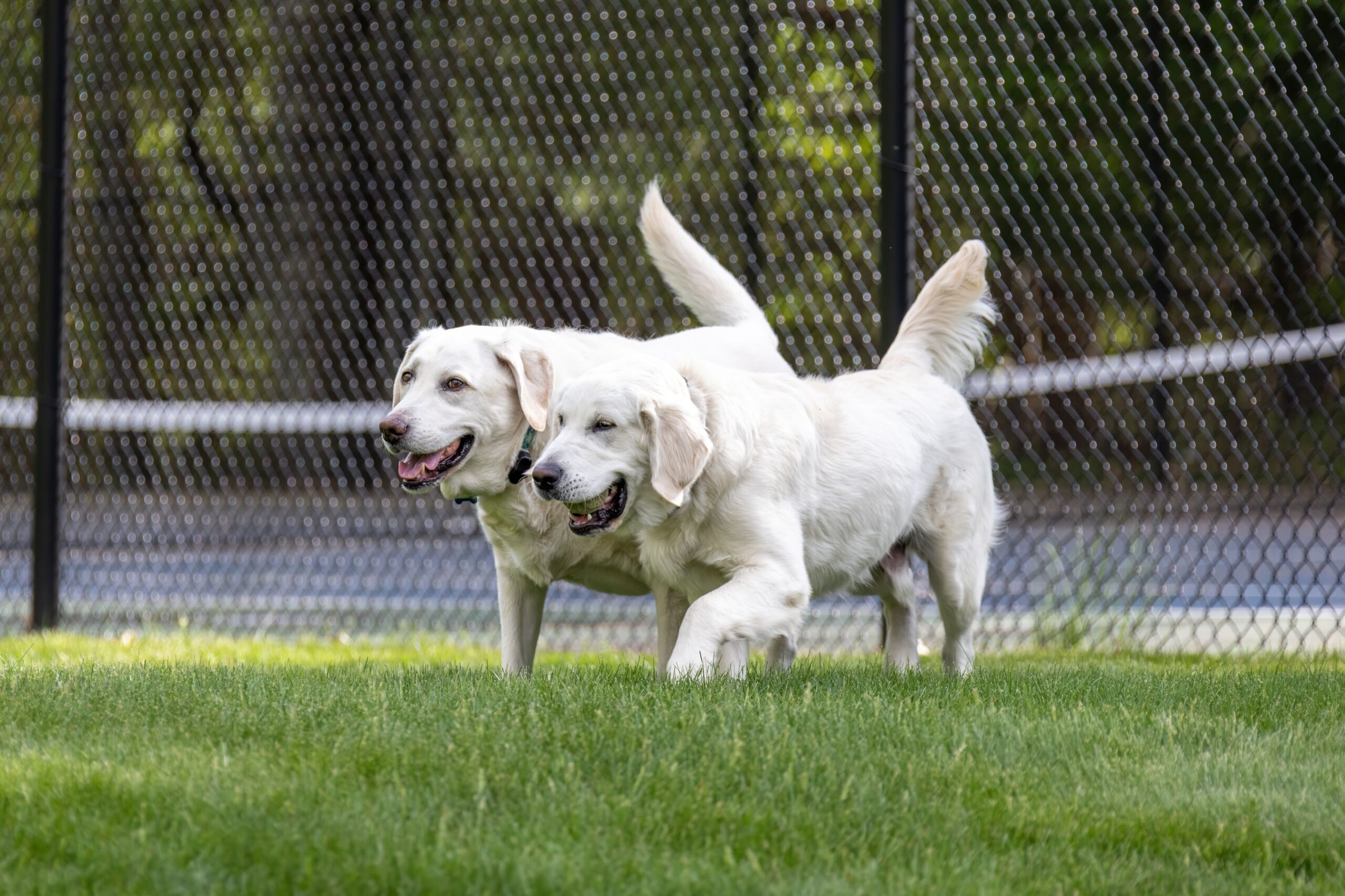 Why Structure Matters in Dog Daycare for a Safer, Happier Experience