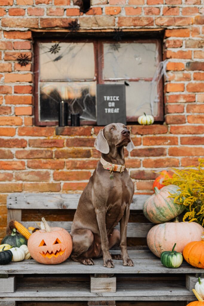 Dog Boarding in Murrieta for Holidays: 5 Smart Booking Tips