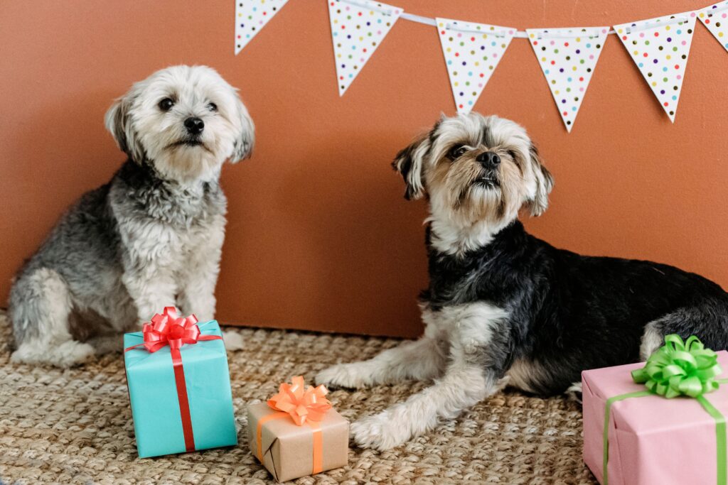 Dog Boarding in Murrieta for Holidays: 5 Smart Booking Tips