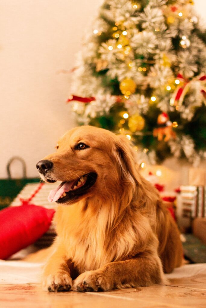 dog boarding for holidays in Murrieta