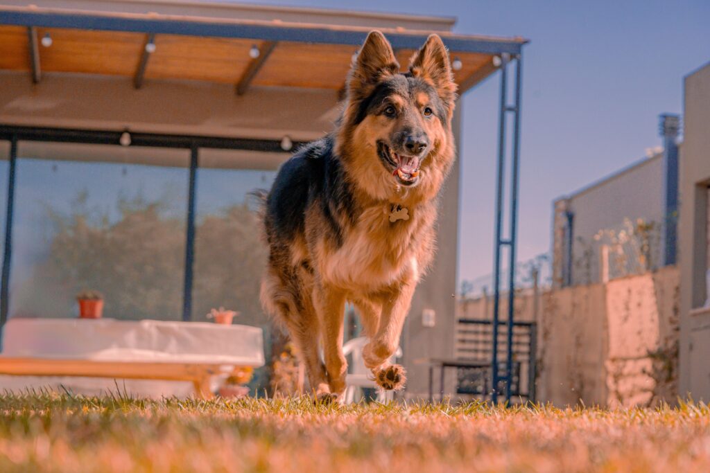 Dog Boarding in Murrieta for Holidays: 5 Smart Booking Tips.