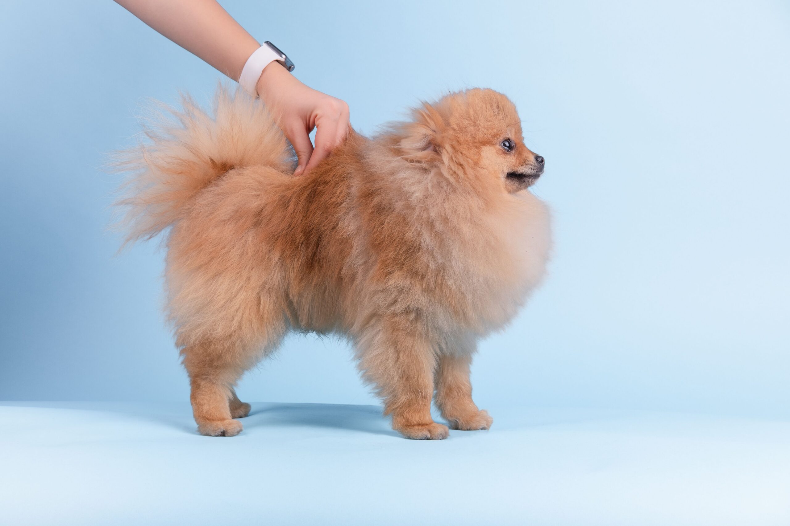 first dog grooming appointment in Menifee with a professional groomer