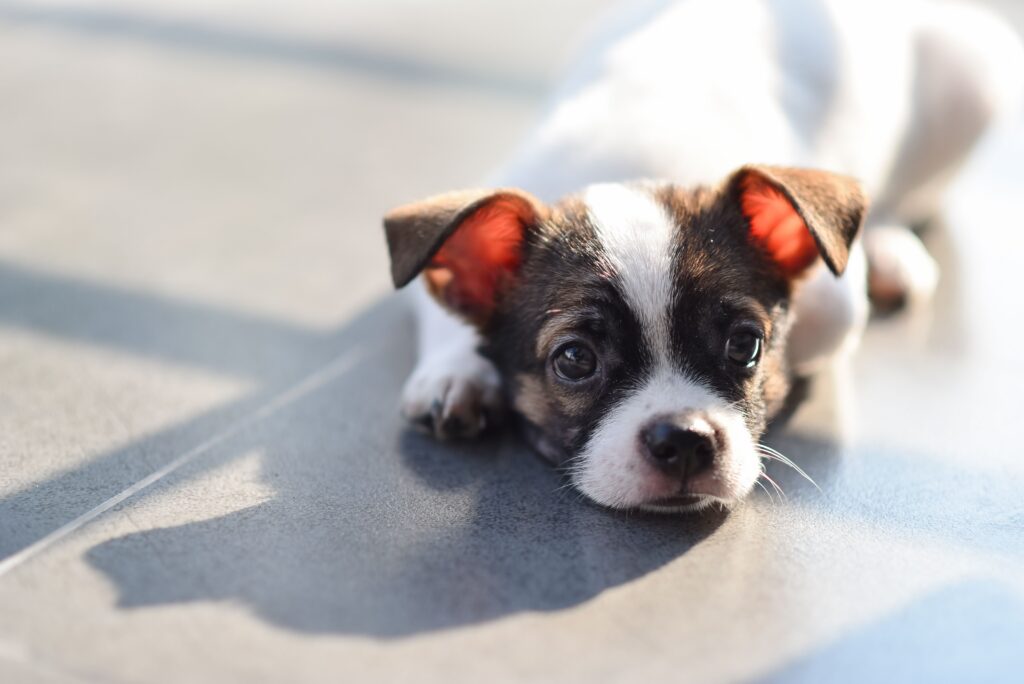 Puppy practicing name recognition with an owner in Menifee