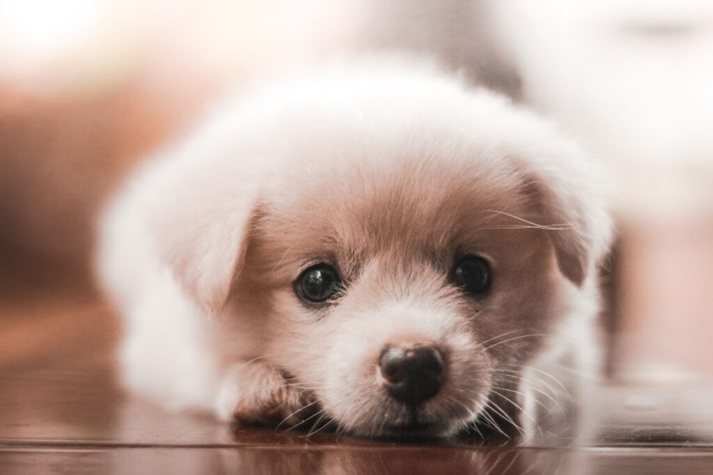 Puppy practicing name recognition with an owner in Menifee