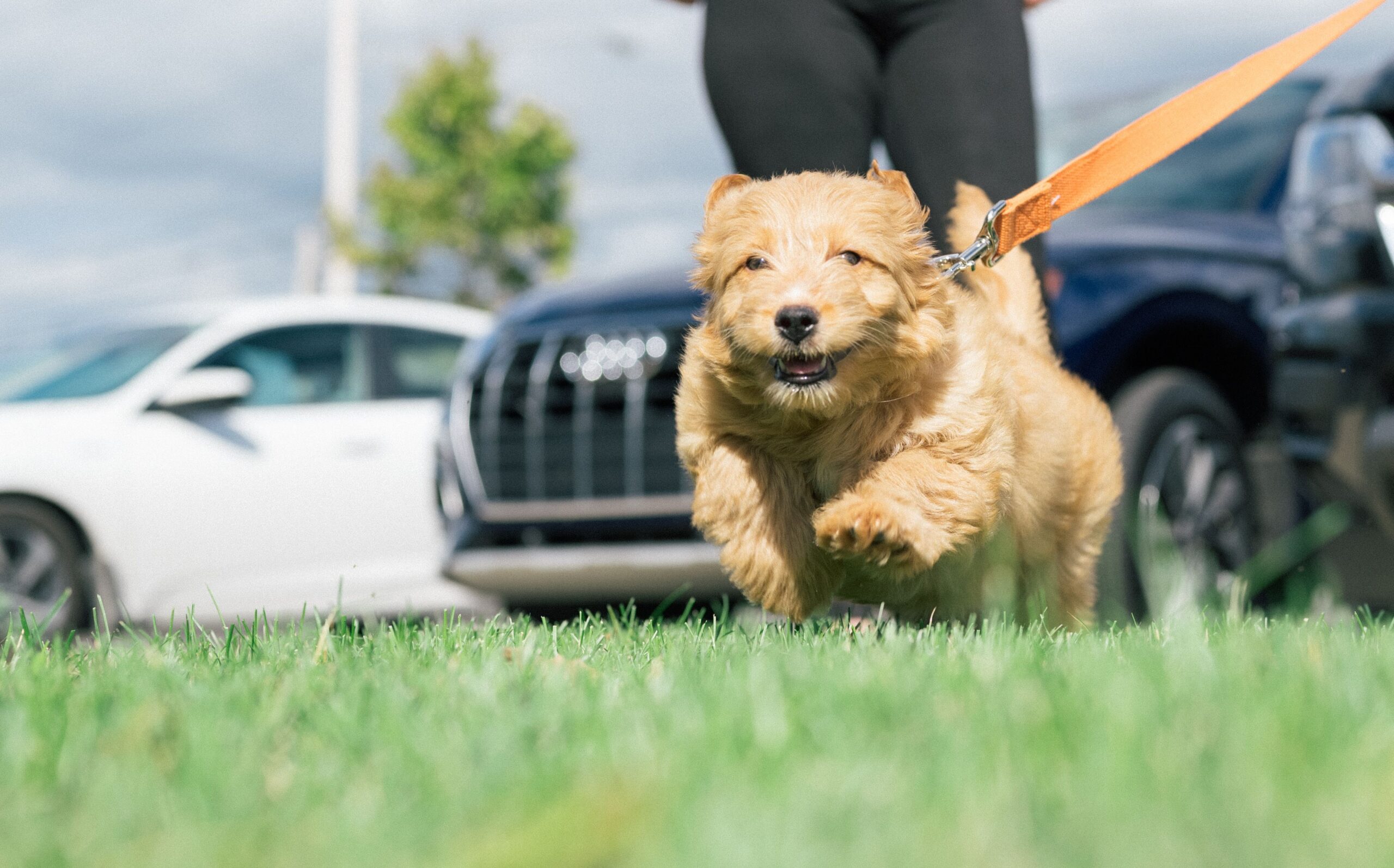 What's the Right Age to Start Puppy Training in Menifee? A puppy learning beside its owner.