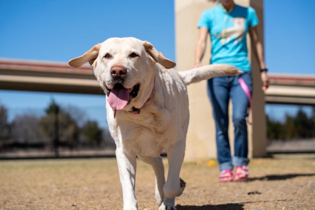 Well-Trained Dog