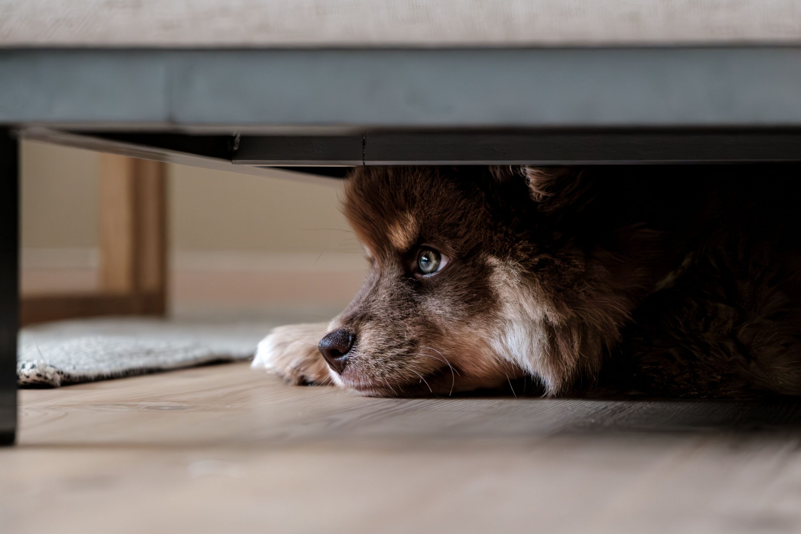 board and train for anxious dogs with a professional trainer