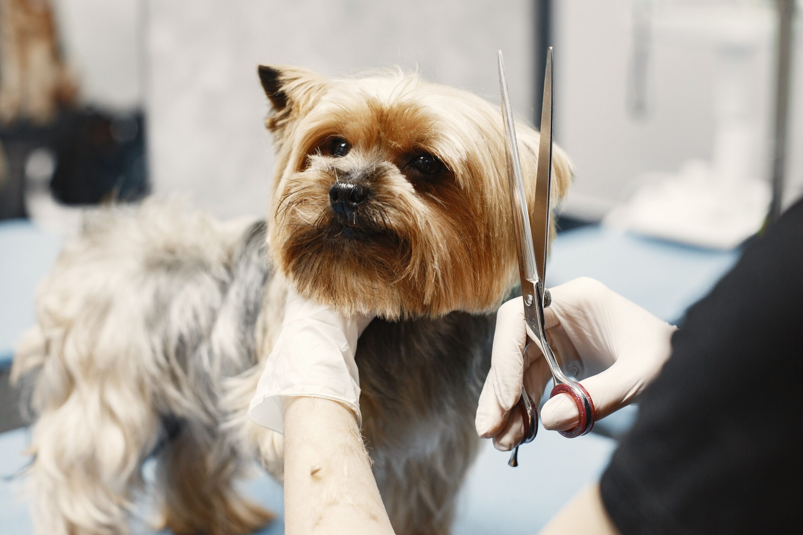How Much Does Dog Grooming Cost in Murrieta?