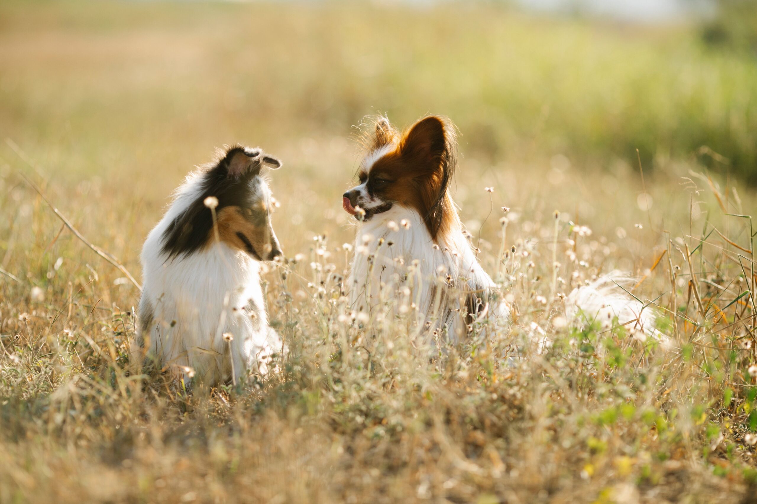 dog boarding facility in Menifee