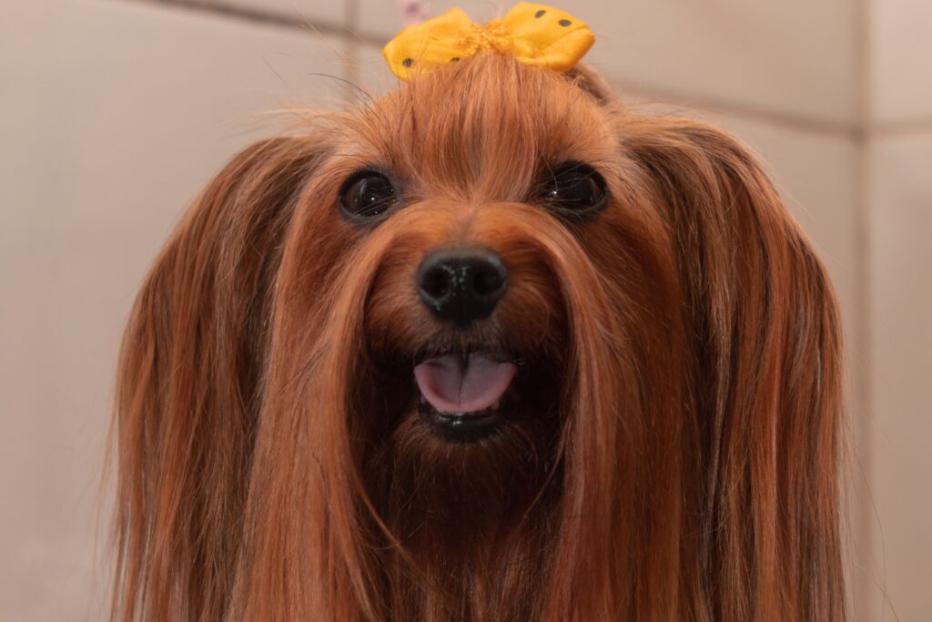first dog grooming appointment in Menifee