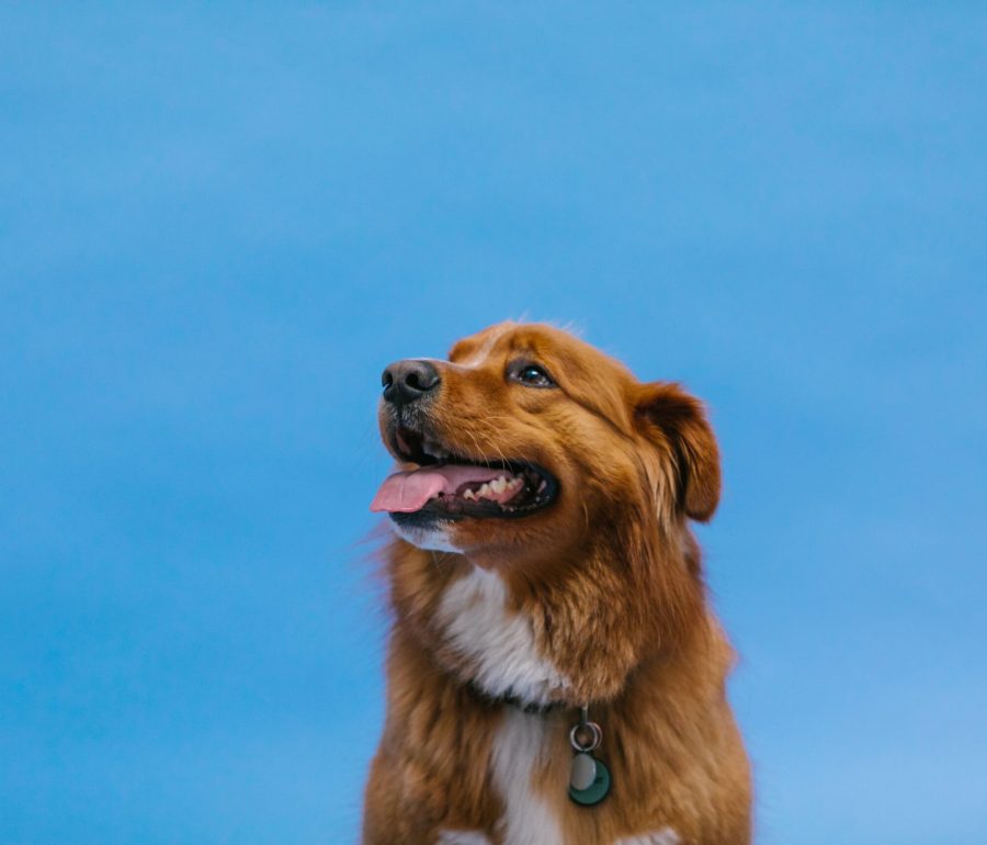 About Epic Dog Academy professional dog training and care